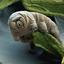 Tardigrade King