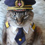 captain kitty