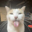 silly cat