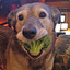 dog with a broccoli