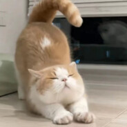 豆包次豆沙包灬