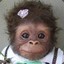 gosia