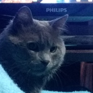 El Gato's Avatar