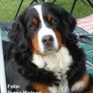 Sandi.Dk.......................