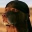 DOGINDAHOOD