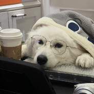 星河下饭｡◕ᴗ◕｡