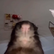 cheeks