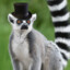 Lemur with tophat