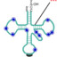 Transfer Ribonucleic Acid