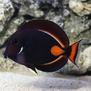Achillies tang