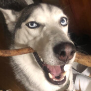 Husky daddy