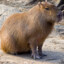 capybara