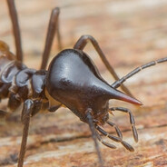 Conehead termite dude (Styx)