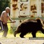 Putinaus Bear