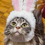 走下水道的蟑螂村村花