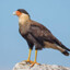 Crested Caracara