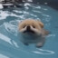 drowning dog