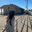 Ariana^