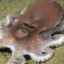 octupus ape