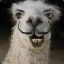 Llama