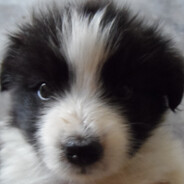 耳聋眼瞎操作唐