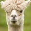 BabyAlpaca