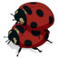 Ladybug Sex