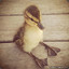 MissDuckie :&gt;