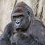 harambe