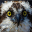 Osprey