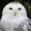 WhiteOwl