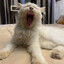 PuppyCute