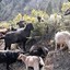 A pack of wild goats