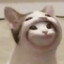 dog of zhao lusi