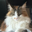 CatDeenka