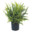 Fern