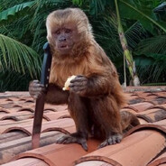 Macaco caçador de arconte