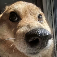 真心不如彩礼贵