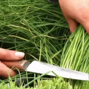 韭菜的花语是乐观和向上