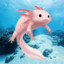 Axolotl Cor-de-Rosa