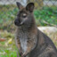 Big Wallaby