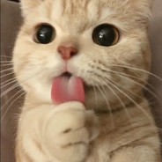 傲慢 贪婪 爆食