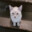 Devxnere avatar