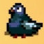 Coo coo