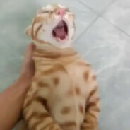 哈吉米哦南北卤豆