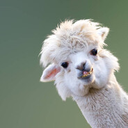LAMA