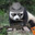 Insane Panda