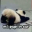 am spin si va fut in cur