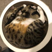 校花小蒙的贴身保镖