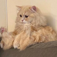 史迪仔会吐泡泡